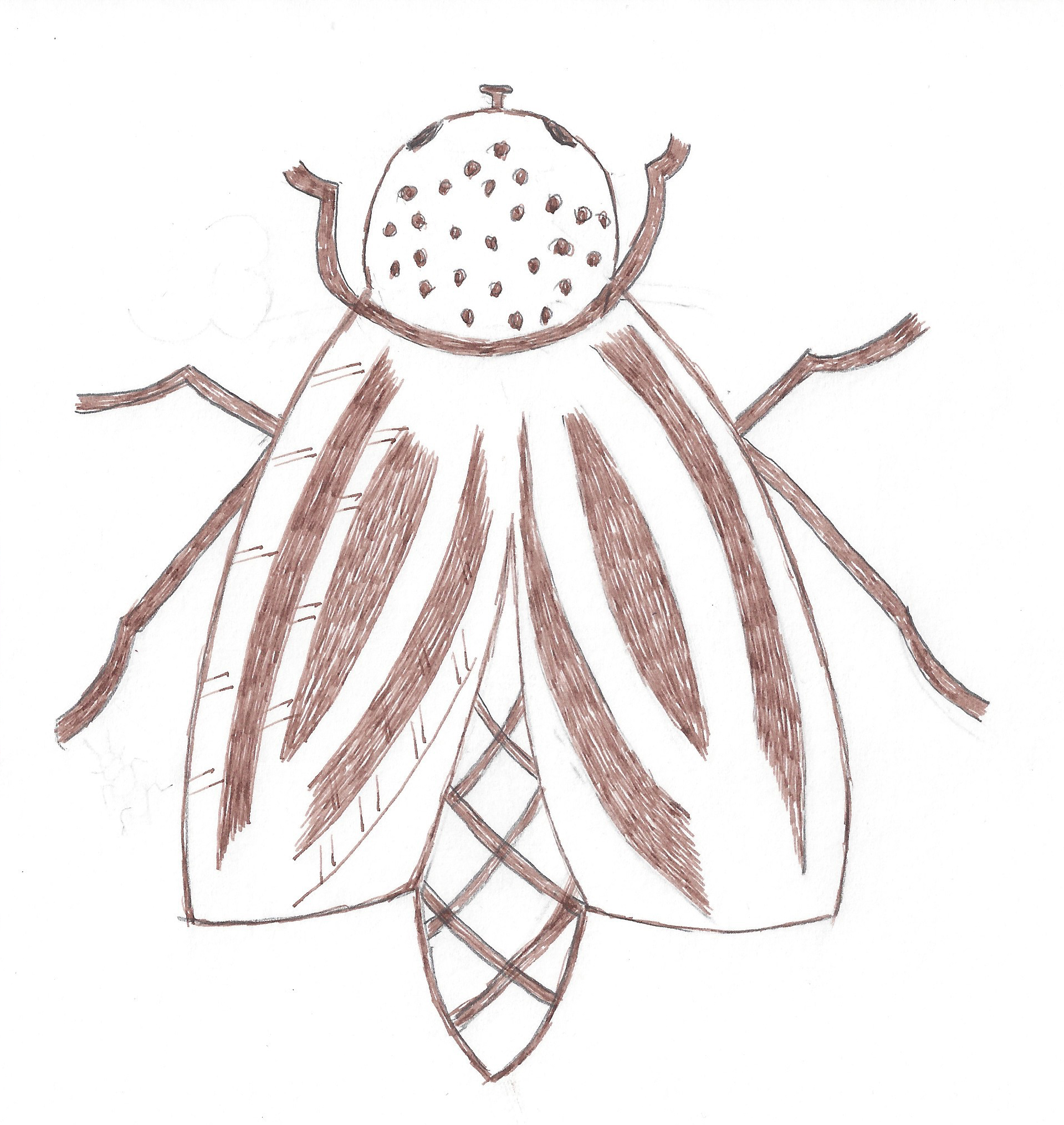 Manhole Brown Beetle